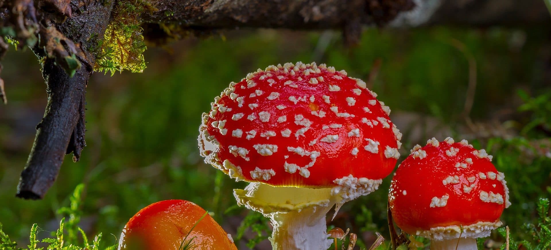 Toxische Beziehungen und psychische Gewalt von Sarah Scholl